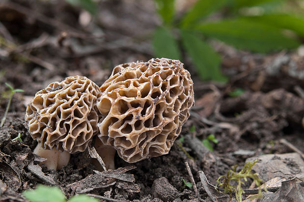 smrčok jedlý Morchella esculenta (L.) Pers.