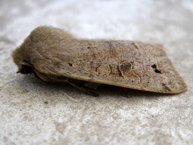 mora hájová  Orthosia munda