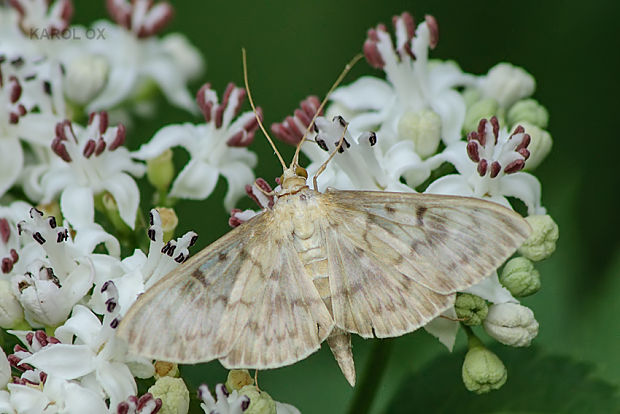 vijačka žihľavová Pleuroptya ruralis