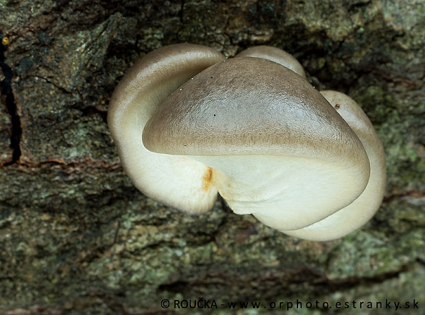 hliva závojová Pleurotus calyptratus (Lindblad ex Fr.) Sacc.