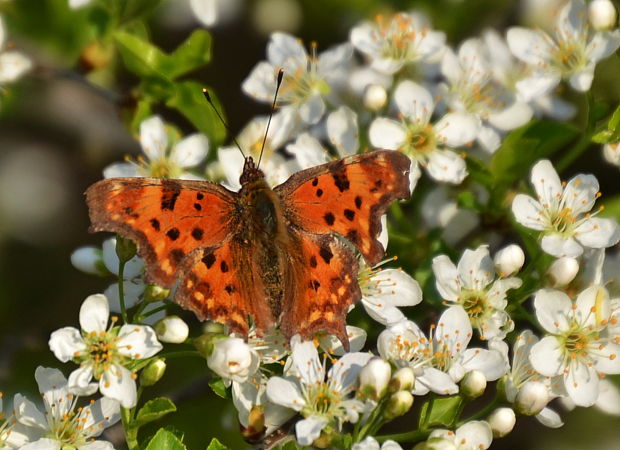 babôčka zubatokrídla Polygonia c-album Linnaeus, 1758