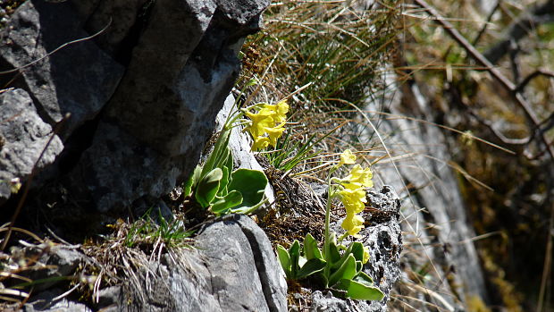 prvosienka holá Primula auricula L.