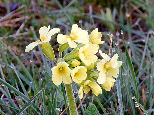 prvosienka vyššia Primula elatior (L.) L.