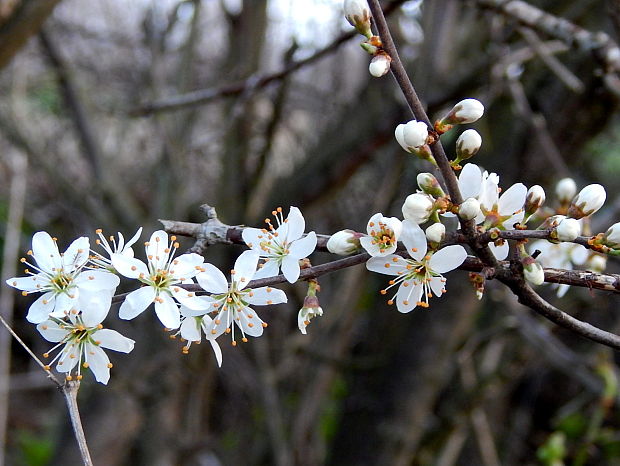 trnka obyčajná Prunus spinosa L.