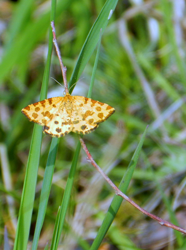 listnatka hluchavková  Pseudopanthera macularia