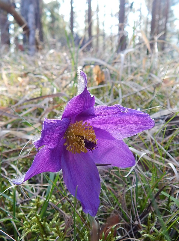 poniklec slovenský Pulsatilla slavica Reuss