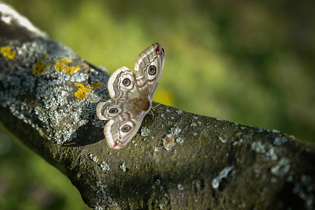 okáň Menší Saturnia pavonia