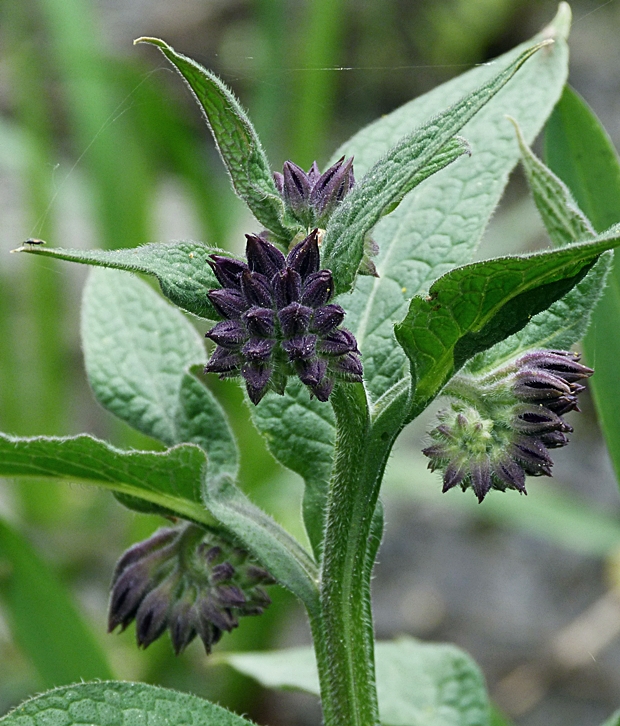 kostihoj lekársky Symphytum cf. officinale L.