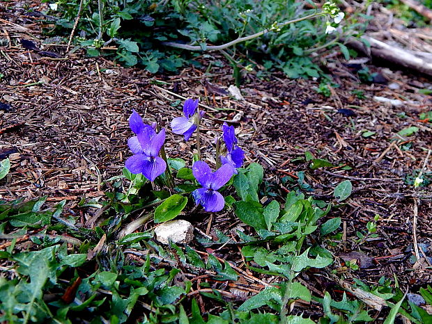 fialka voňavá Viola odorata L.