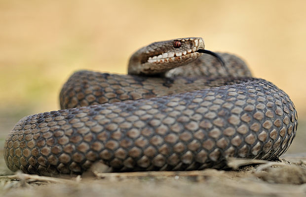 vretenica severná Vipera berus