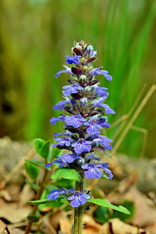 zbehovec plazivý Ajuga reptans L.