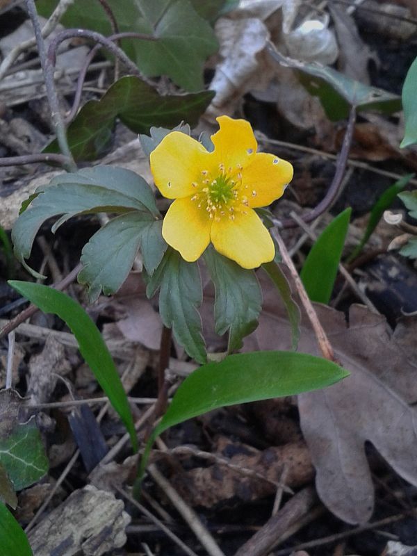 veternica iskerníkovitá Anemone ranunculoides L.