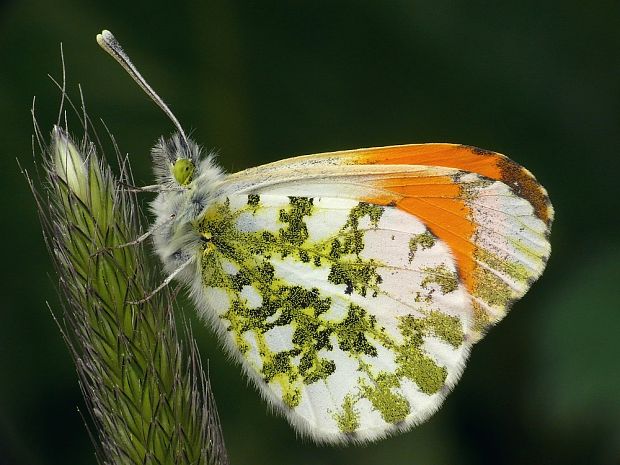 mlynárik žeruchový (sk) / bělásek řeřichový (cz) Anthocharis cardamines Linnaeus, 1758