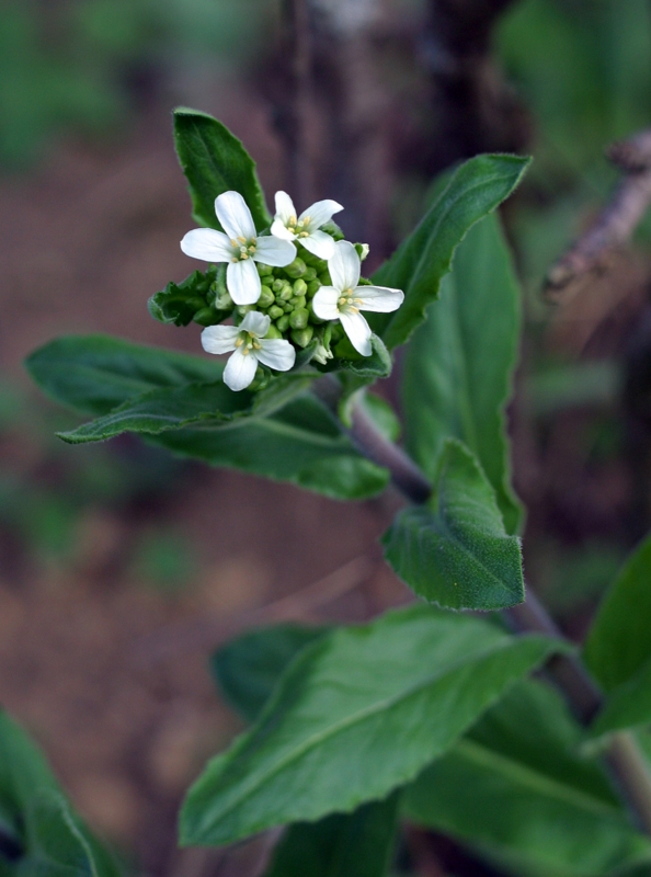 arábka ovisnutá Arabis turrita L.