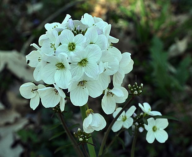 žerušnica lúčna Cardamine pratensis L.