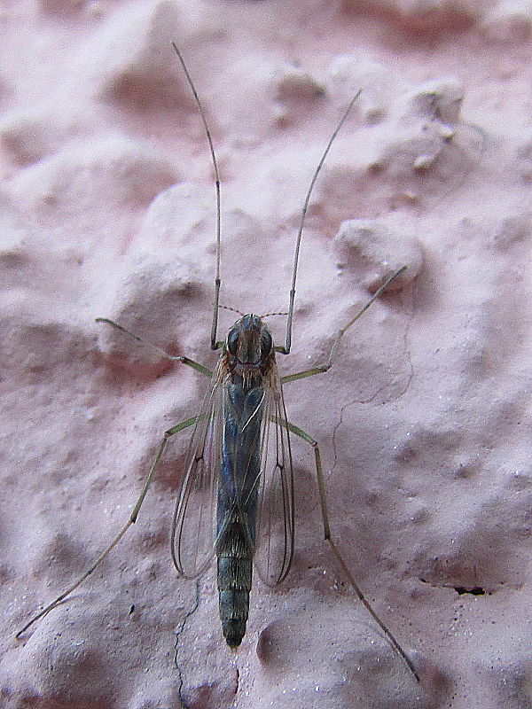 pakomár Chironomidae sp.