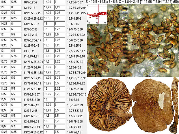 pavučinovec mazľavý Cortinarius trivialis J.E. Lange