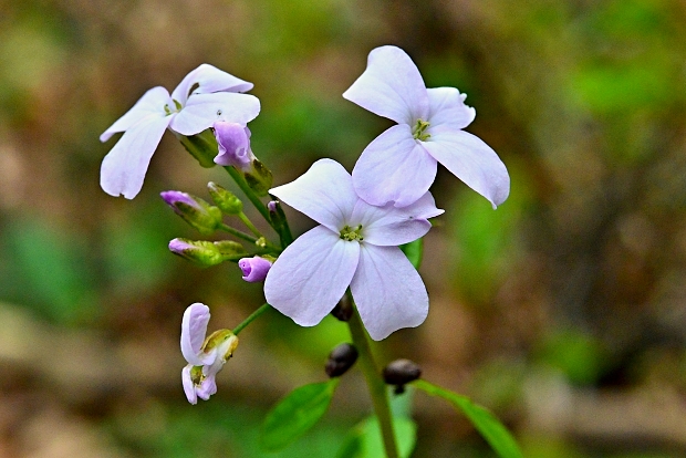 zubačka cibuľkonosná Dentaria bulbifera L.