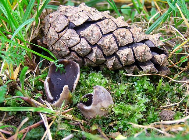 chriapač sosnový Helvella leucomelaena (Pers.) Nannf.