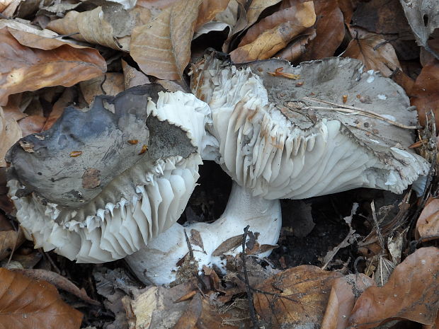 šťavnačka marcová Hygrophorus marzuolus (Fr.) Bres.