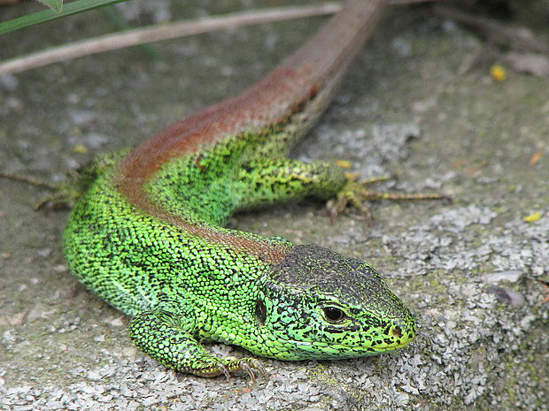 ještěrka obecná Lacerta agilis m. erythronota