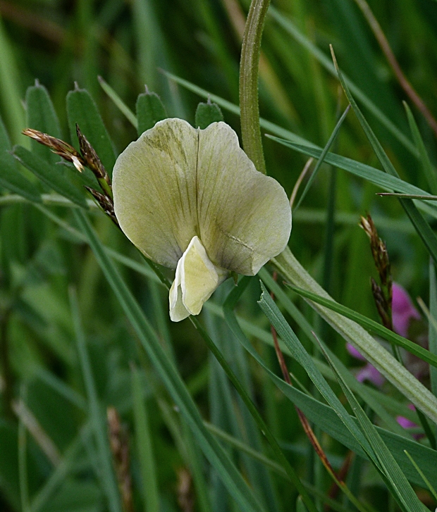 vika veľkokvetá Vicia grandiflora Scop.