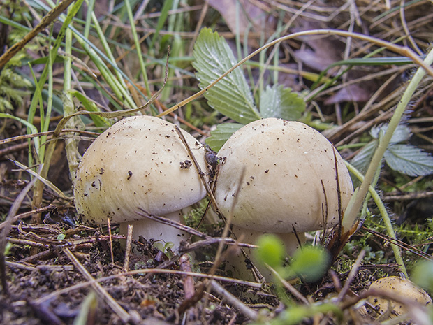 čírovnica májová Calocybe gambosa (Fr.) Donk