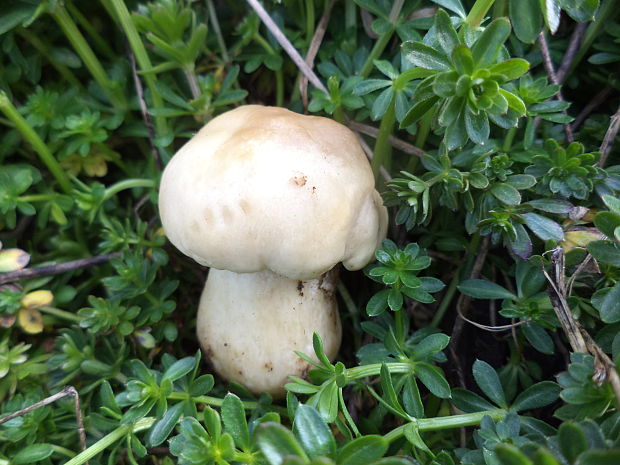 čírovnica májová Calocybe gambosa (Fr.) Donk