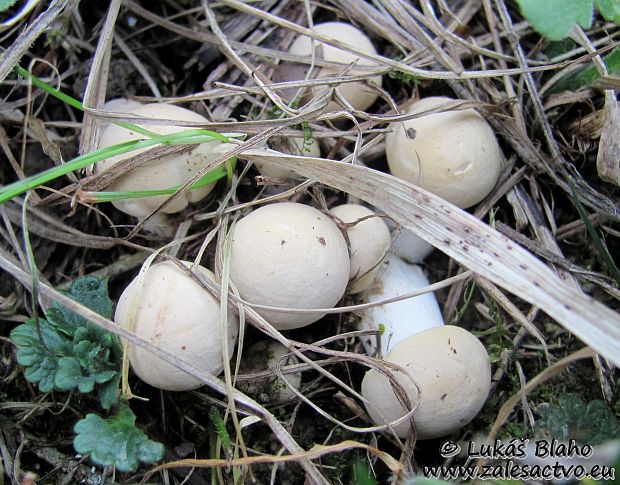 čírovnica májová Calocybe gambosa (Fr.) Donk