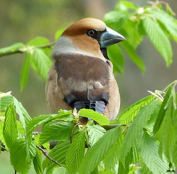 glezg hrubozobý Coccothraustes coccothraustes