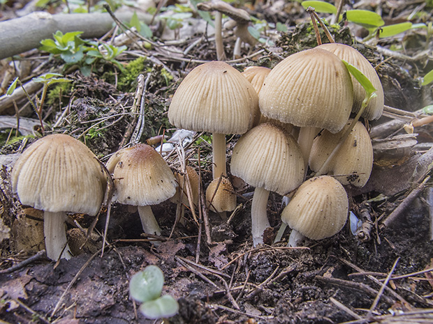 hnojník ligotavý Coprinellus micaceus (Bull.) Vilgalys, Hopple & Jacq. Johnson