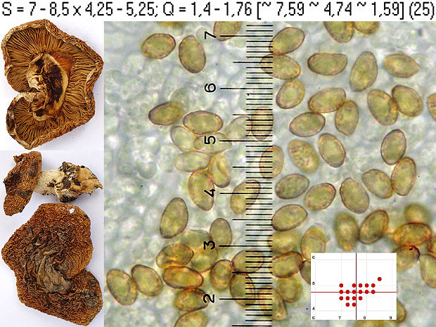 pavučinovec fúzatopošvový Cortinarius olidovolvatus Bon & Trescol