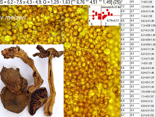 pavučinovec krvavolupeňový Cortinarius semisanguineus (Fr.) Gillet