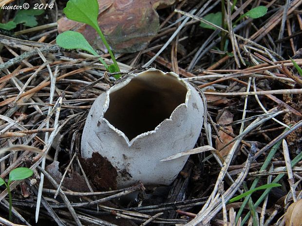 chriapač sosnový Helvella leucomelaena (Pers.) Nannf.