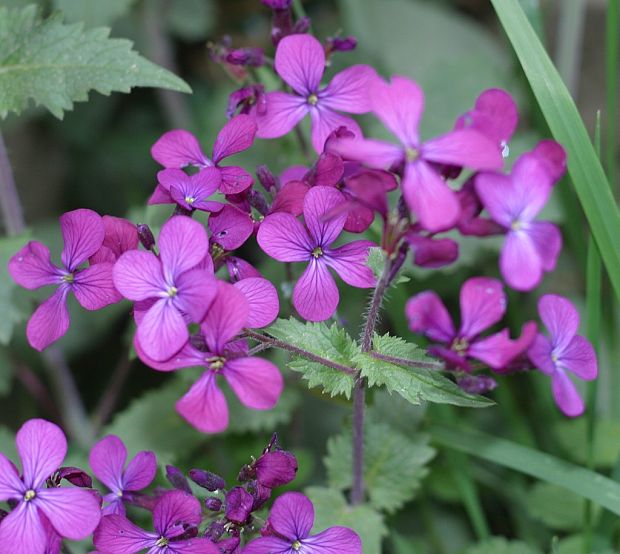 mesačnica ročná Lunaria annua L.