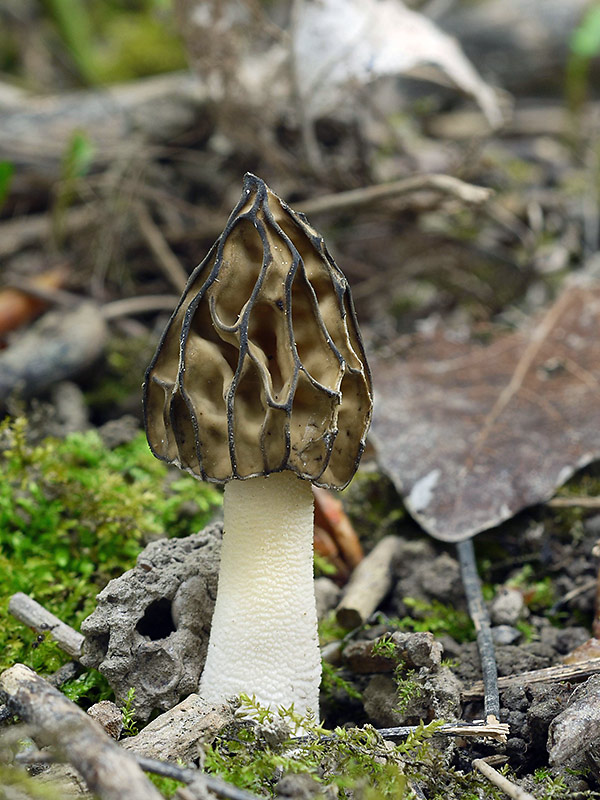 smrčok hybridný Morchella semilibera DC.