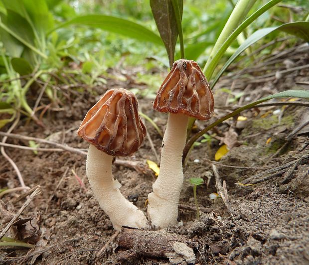 smrčok hybridný Morchella semilibera DC.