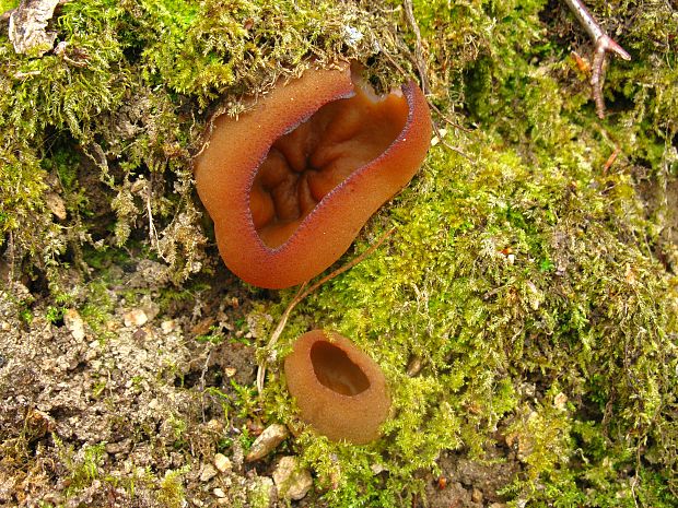 čiaška podvojná Phylloscypha phyllogena (Cooke) Van Vooren