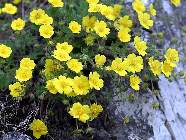 nátržník piesočný Potentilla arenaria Borkh.