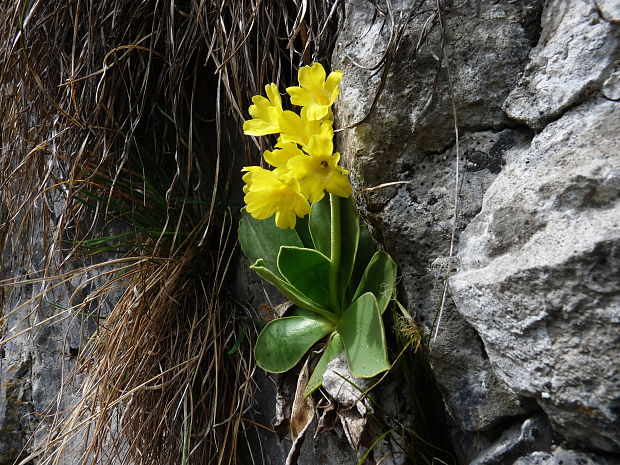 prvosienka holá Primula auricula L.