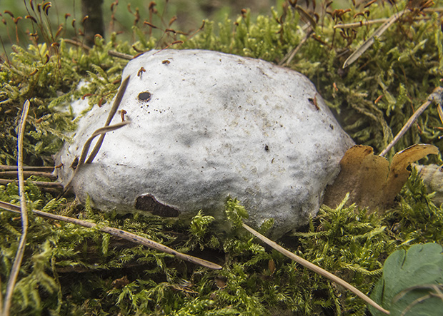 sieťnatka obyčajná Reticularia lycoperdon Bull.