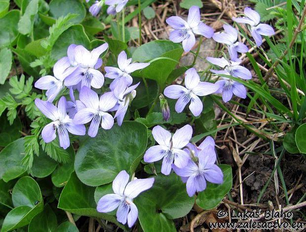 fialka Viola sp.