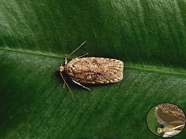 ploskáč boľševníkový Agonopterix heracliana Linnaeus, 1758