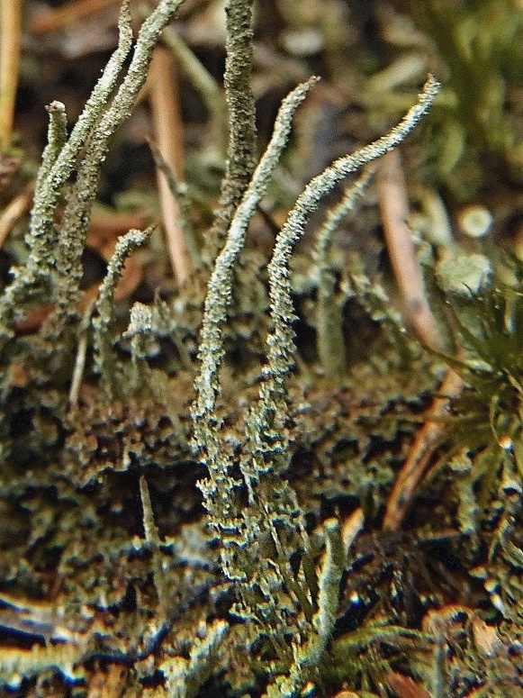 dutohlávka končistá Cladonia coniocraea (Flörke) Spreng.