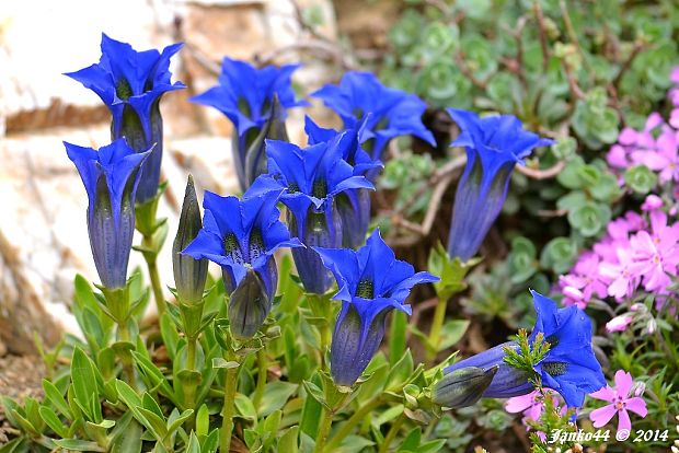 horec kochov Gentiana acaulis L.