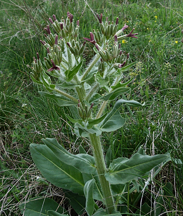 večernica smutná Hesperis tristis L.