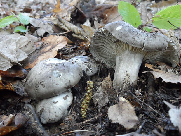 šťavnačka marcová Hygrophorus marzuolus (Fr.) Bres.