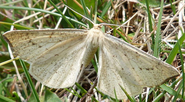 listnatka kručinková Hypoxystis pluviaria Fabricius, 1787