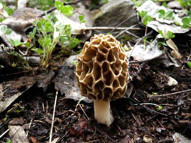 smrčok jedlý Morchella esculenta (L.) Pers.