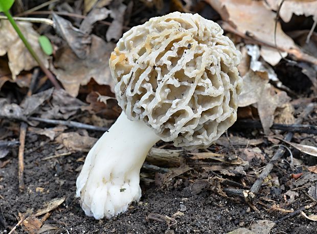 smrčok jedlý Morchella esculenta (L.) Pers.